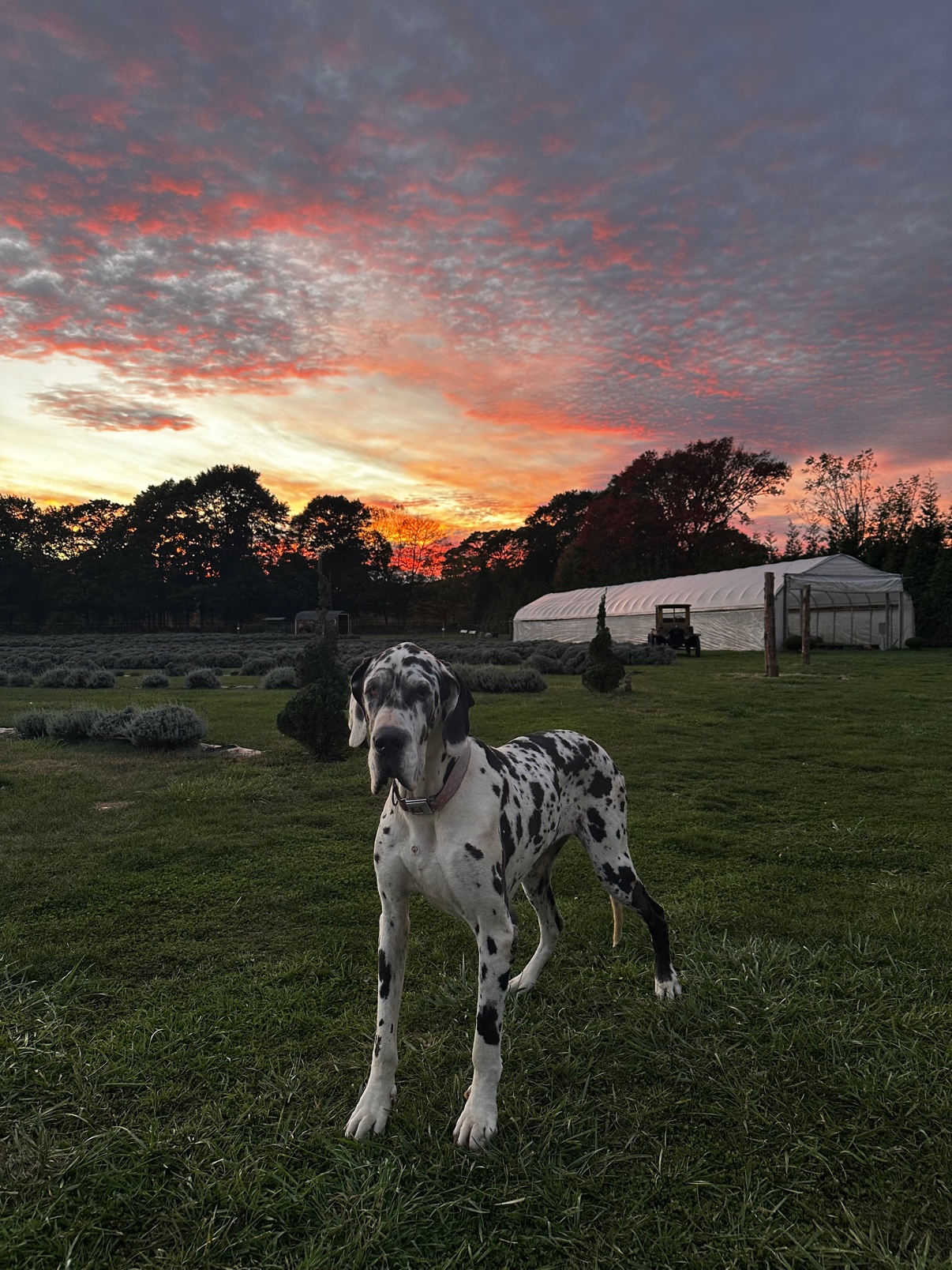 A Great Dane standing in the field at sunset, the greenhouse and lavender rows behind