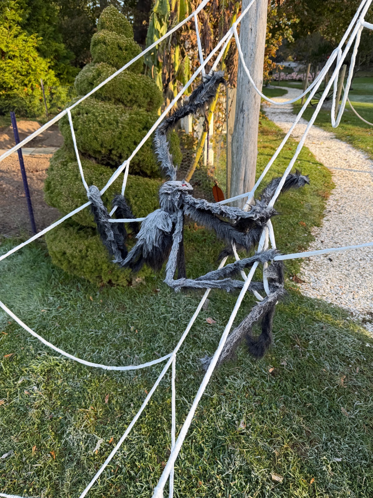 A giant fuzzy spider in its web by the garden path