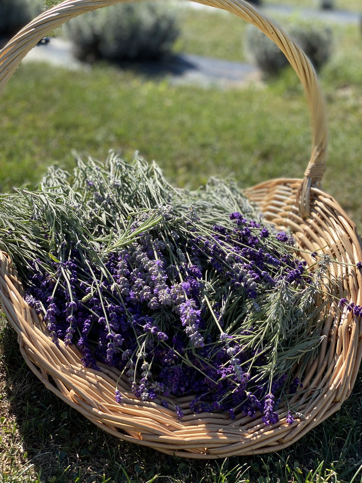 A basket of freshly cut lavender at Lavender Waves Farm