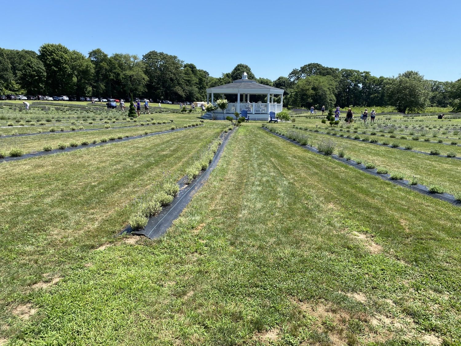 Lavender rows leading to the gazebo at Lavender Waves Farm