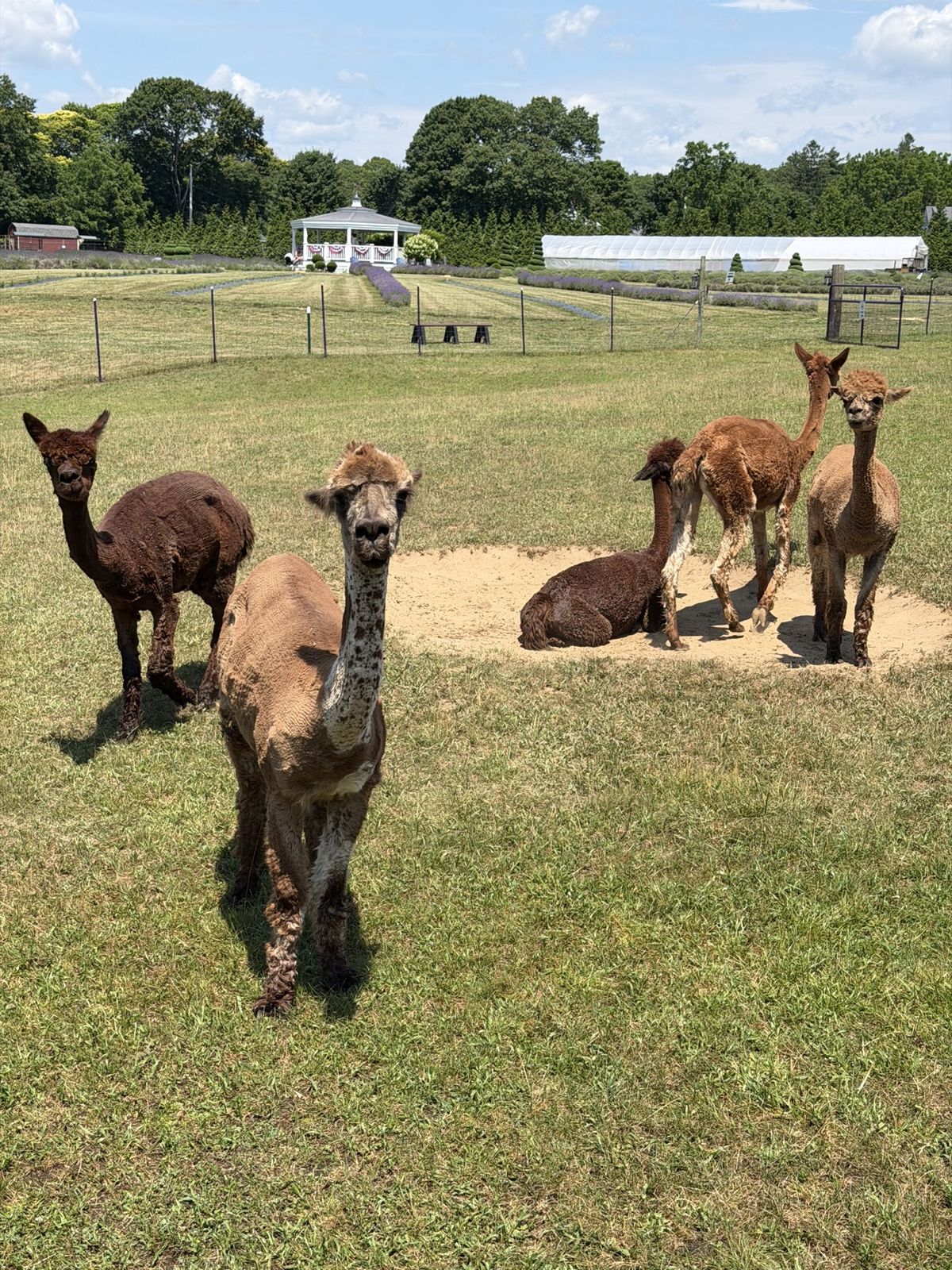 The farm’s alpacas and llamas in the field by the gazebo