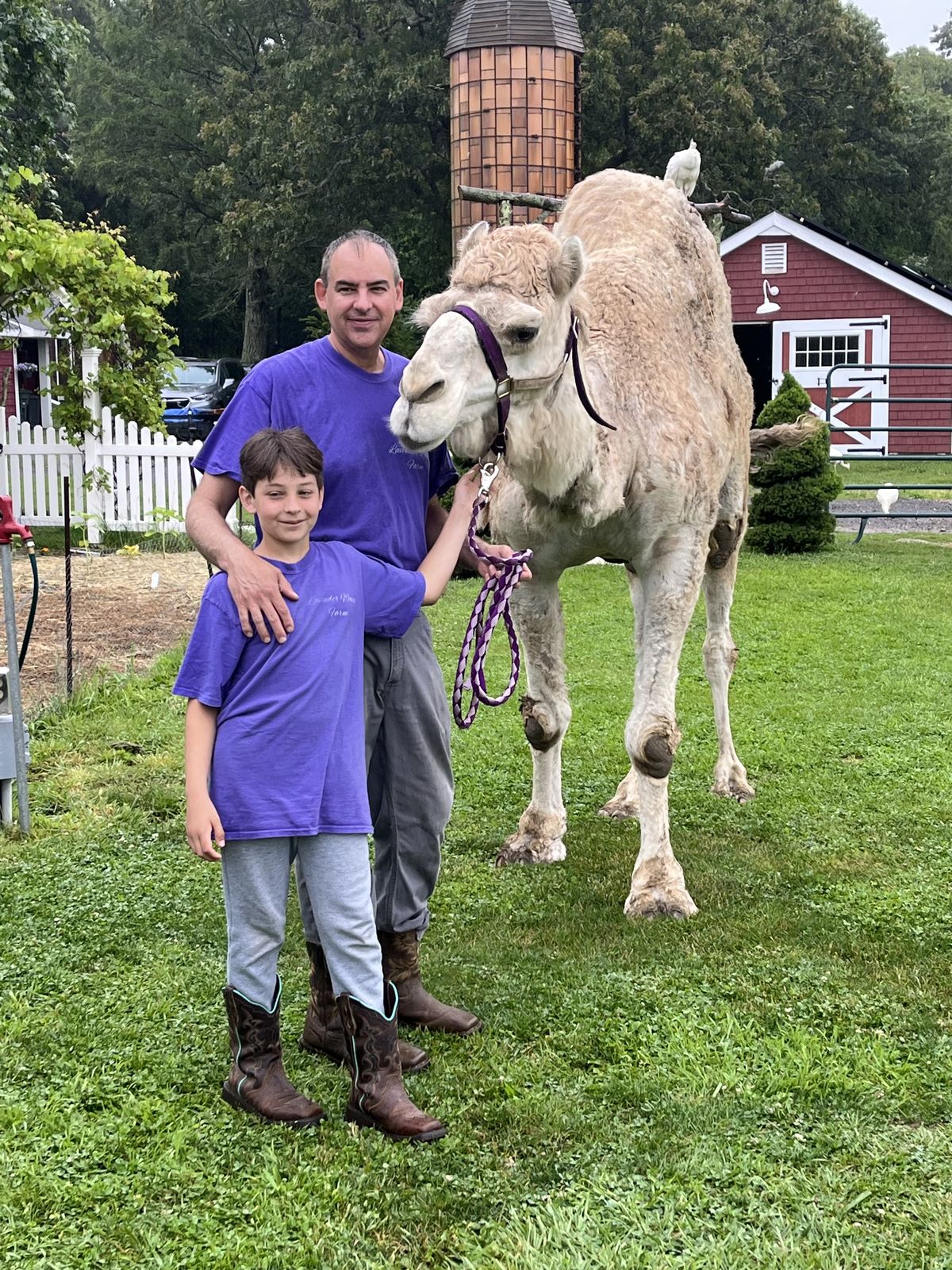A handler and a young helper with one of the farm’s camels