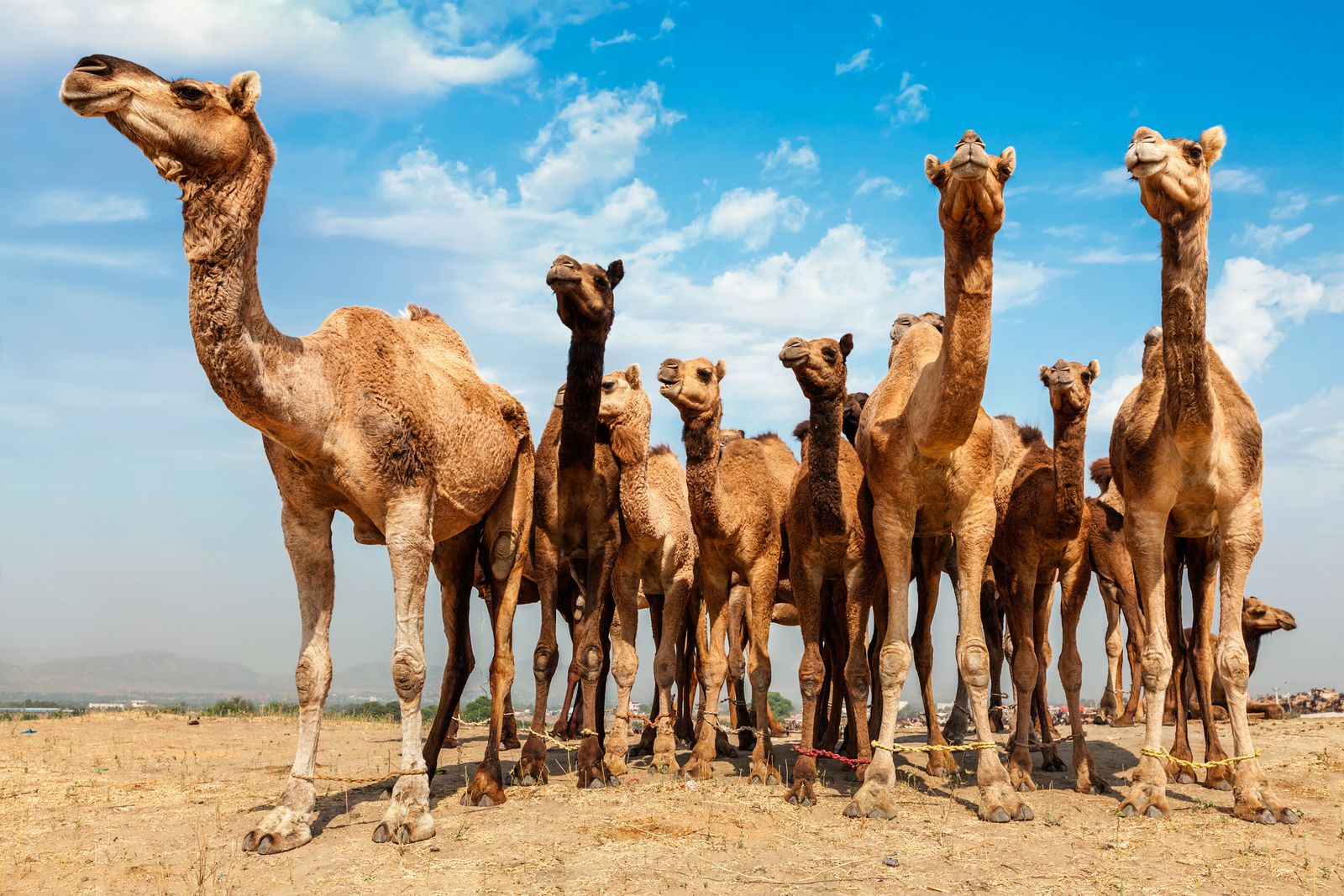 A caravan of dromedary camels