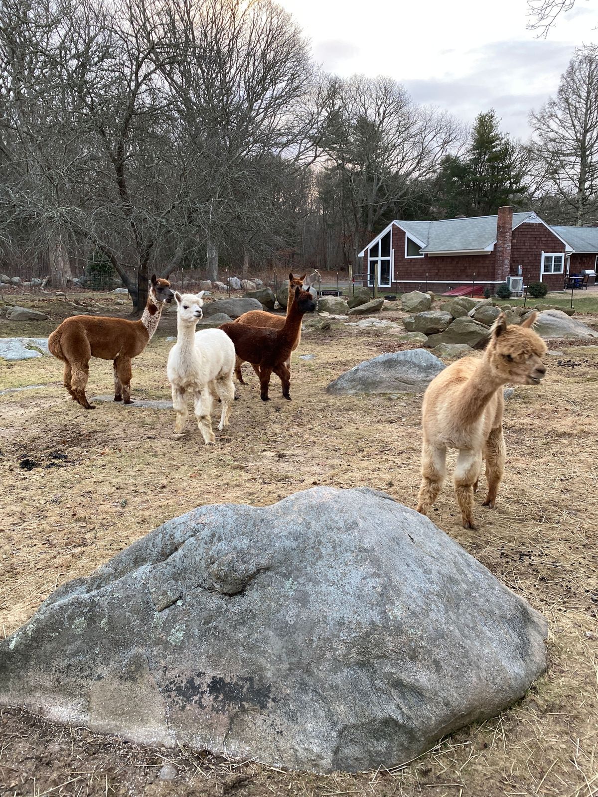 The farm's alpacas in their paddock at Lavender Waves Farm