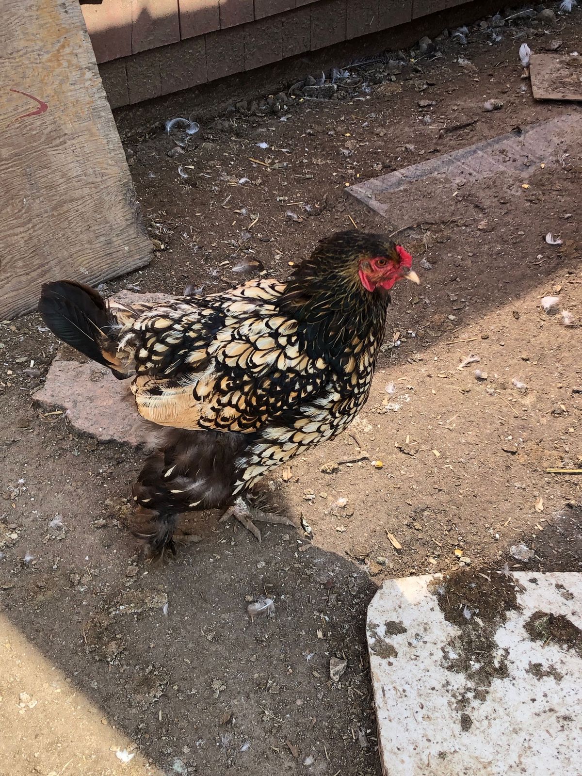 A speckled hen in the farmyard