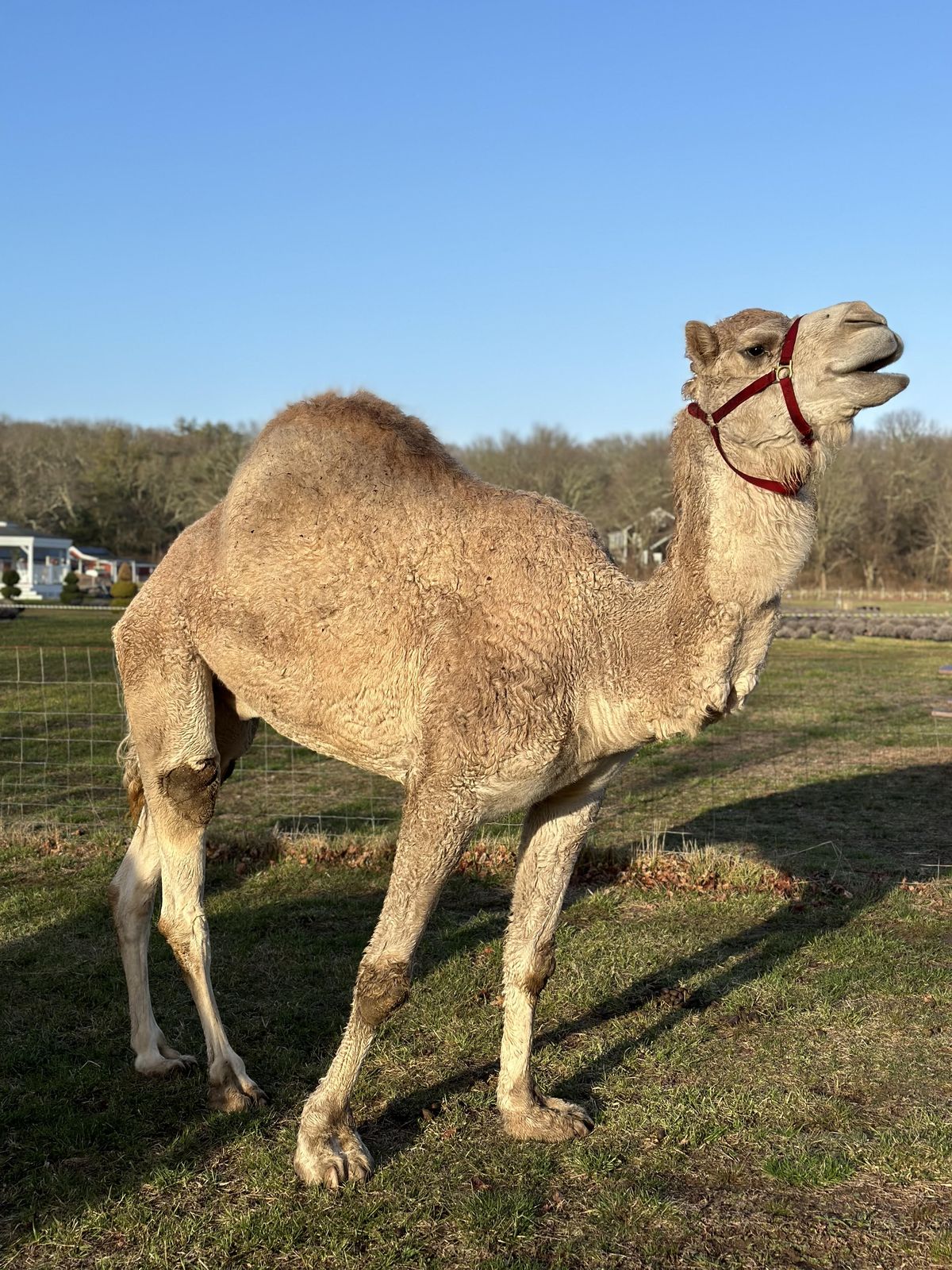A dromedary camel at Lavender Waves Farm