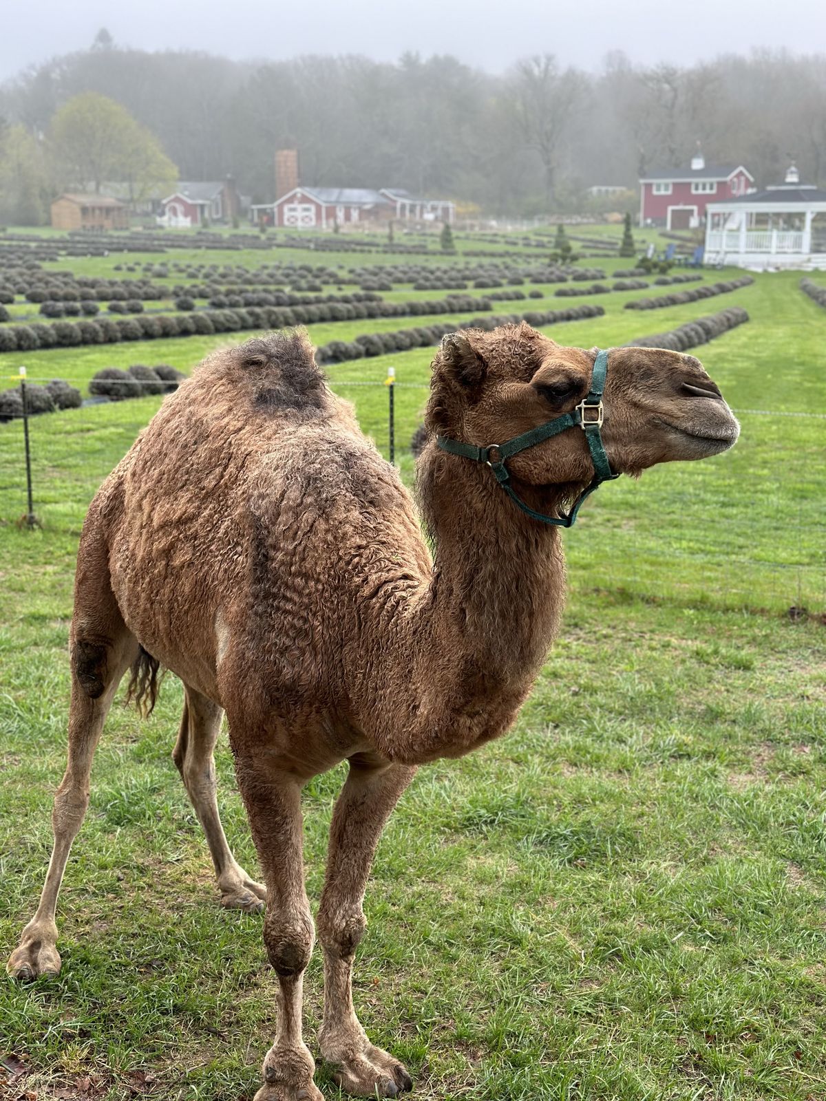 One of the farm's camels among the lavender rows