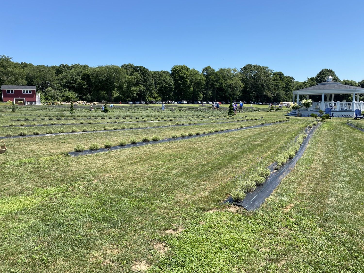 Lavender rows running to the gazebo