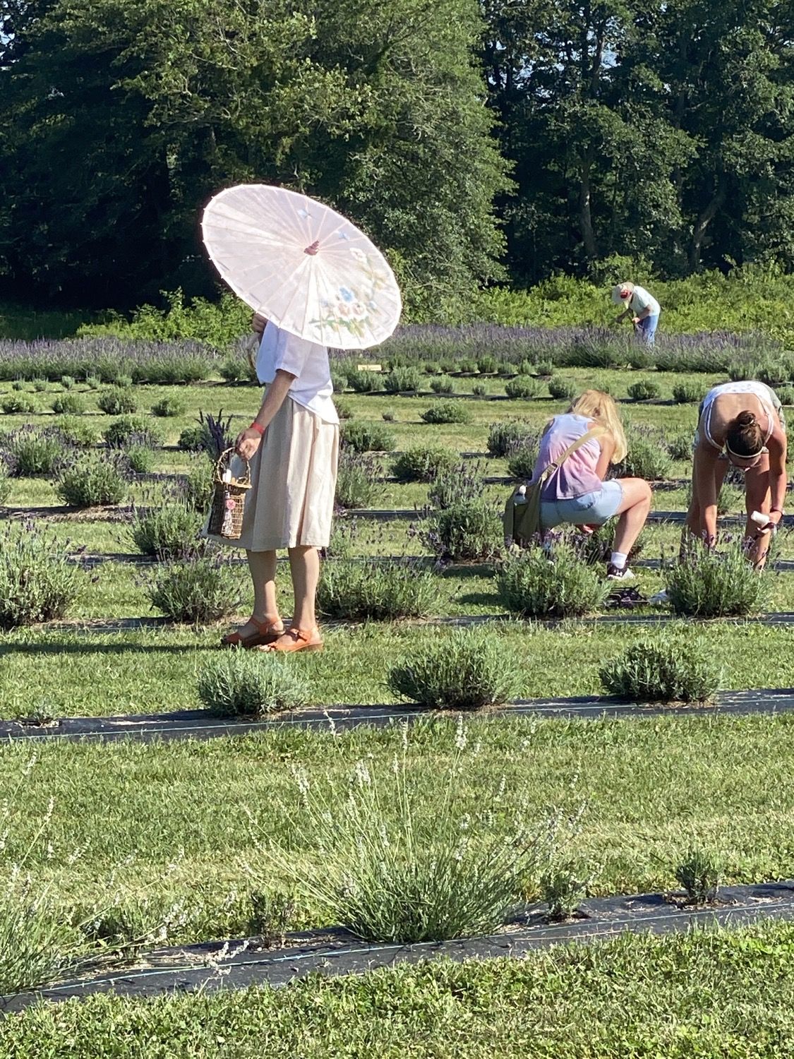 Visitors cutting lavender on an open day at the farm