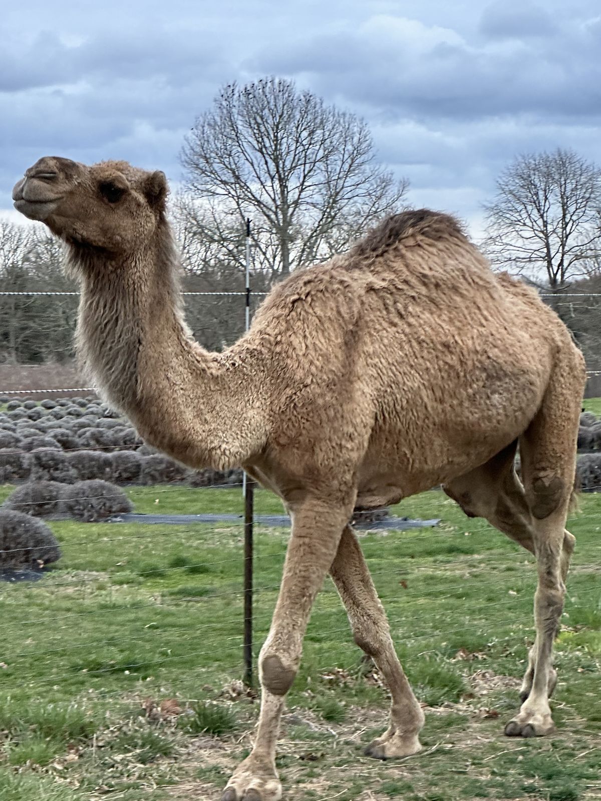 One of the farm's dromedary camels in the pasture