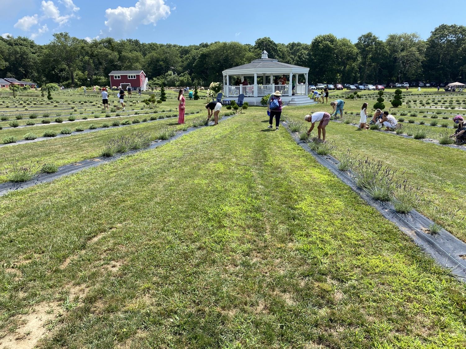 Visitors enjoying a cut-your-own lavender day